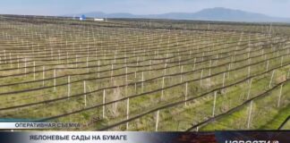 Громкое дело о яблоневых садах в Шымкенте передали в суд