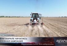 В Мактаарале началась посевная кампания