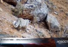 В объектив фотоловушек попали снежные барсы