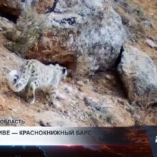 В объектив фотоловушек попали снежные барсы