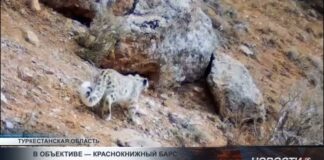 В объектив фотоловушек попали снежные барсы