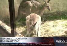 Новая звезда шымкентского зоопарка — Наурыз