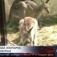 Новая звезда шымкентского зоопарка- Наурыз!