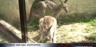 Новая звезда шымкентского зоопарка- Наурыз!