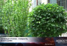 Жители Шымкента сажают сады во дворах многоэтажек