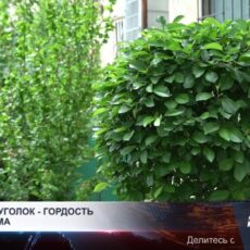 Жители Шымкента сажают сады во дворах многоэтажек