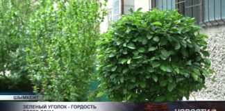 Жители Шымкента сажают сады во дворах многоэтажек