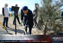 В Туркестане прошла акция по посадке деревьев с участием верховного муфтия и акима области