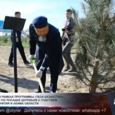 В Туркестане прошла акция по посадке деревьев с участием верховного муфтия и акима области