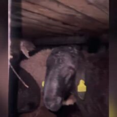 Попытка контрабанды скота в Туркестанской области пресечена