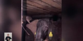 Попытка контрабанды скота в Туркестанской области пресечена