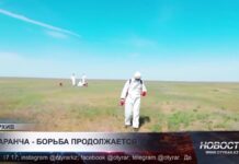 В Туркестанской области создан штаб по борьбе с саранчой