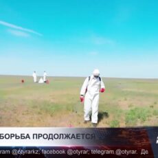 В Туркестанской области создан штаб по борьбе с саранчой