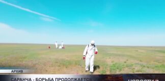 В Туркестанской области создан штаб по борьбе с саранчой