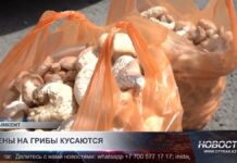 Цены на грибы кусаются