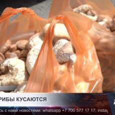 Цены на грибы кусаются