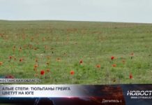 Алые степи: тюльпаны Грейга цветут на юге страны