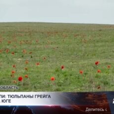 Алые степи: тюльпаны Грейга цветут на юге страны