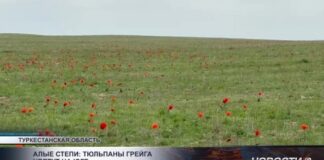Алые степи: тюльпаны Грейга цветут на юге страны