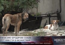 Эвтаназию бродячих собак могут внести в Казахстане