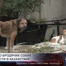 Эвтаназию бродячих собак могут внести в Казахстане