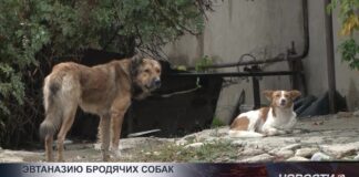 Эвтаназию бродячих собак могут внести в Казахстане