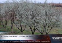 В Туркестане будет создан экопарк