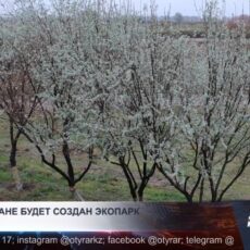 В Туркестане будет создан экопарк