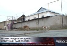 В Казахстане обсуждают ужесточение мер по бездомным животным