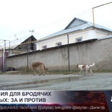 В Казахстане обсуждают ужесточение мер по бездомным животным