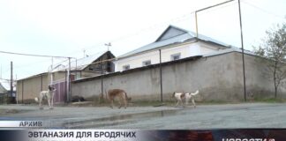 В Казахстане обсуждают ужесточение мер по бездомным животным