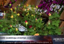 Сколько стоят саженцы в Шымкенте и что сажать весной?