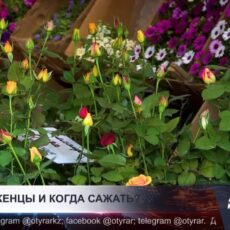 Сколько стоят саженцы в Шымкенте и что сажать весной?