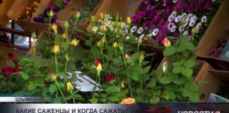 Сколько стоят саженцы в Шымкенте и что сажать весной?