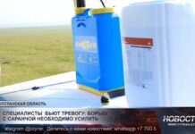 Специалисты бьют тревогу: борьбу с саранчой необходимо усилить