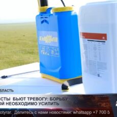 Специалисты бьют тревогу: борьбу с саранчой необходимо усилить