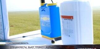 Специалисты бьют тревогу: борьбу с саранчой необходимо усилить