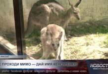 Жителям Шымкента предлагают выбрать имя кенгуренку