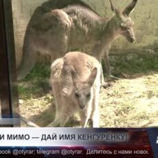 Жителям Шымкента предлагают выбрать имя кенгуренку