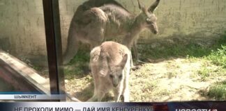 Жителям Шымкента предлагают выбрать имя кенгуренку