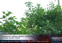 Штрафы за красивые букеты из полевых цветов и сирени грозят казахстанцам