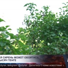 Штрафы за красивые букеты из полевых цветов и сирени, грозят казахстанцам