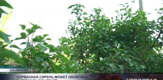 Штрафы за красивые букеты из полевых цветов и сирени, грозят казахстанцам