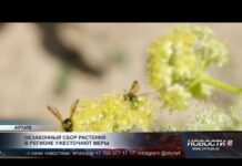 Незаконный сбор растений: в Туркестанской области ужесточают контроль