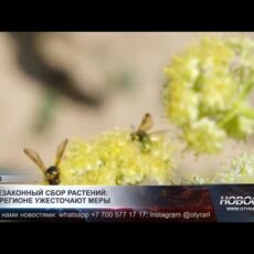 Незаконный сбор растений: в Туркестанской области ужесточают контроль