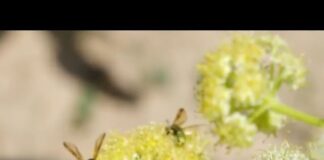 Незаконный сбор растений: в Туркестанской области ужесточают контроль