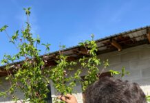 Земля, пот и цветы: дачные секреты Опытная дачница Роза Малыхина