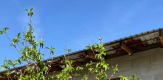 Земля, пот и цветы: дачные секреты Опытная дачница Роза Малыхина