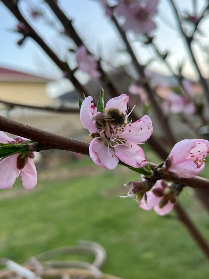 Цветущее дерево
