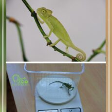 Коллекция рептилий зоопарка Шымкента пополнилась новыми обитателями